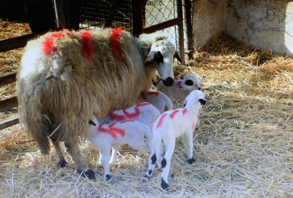 Gökhöyük Tarım İşletmesi’nde bir koyun beşiz yavruladı