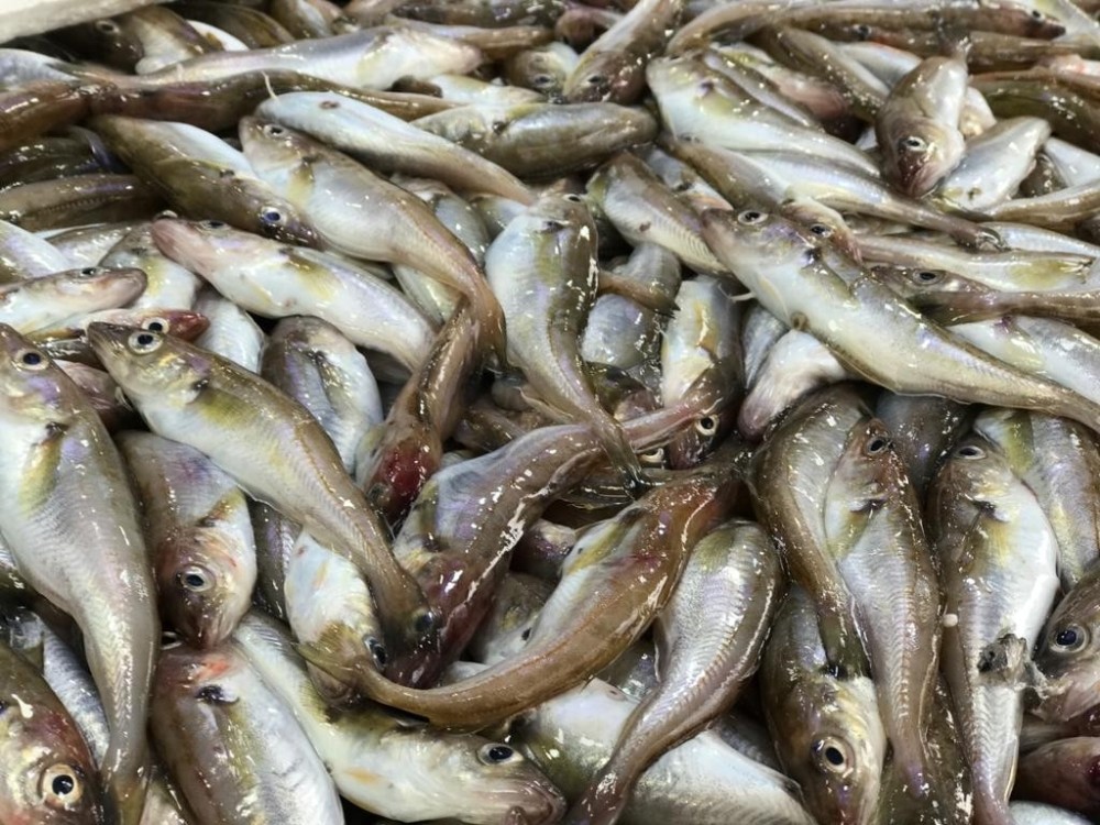 Olumsuz hava şartları balık avcılığını olumsuz etkiliyor