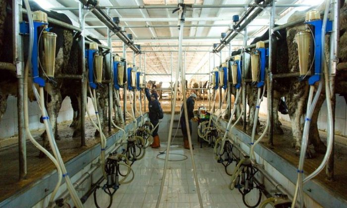 Amasya’da günlük 60 ton çiğ süt toplandı