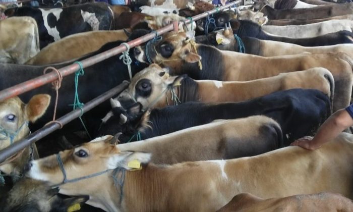 Samsun’da hayvan pazarları kapatıldı