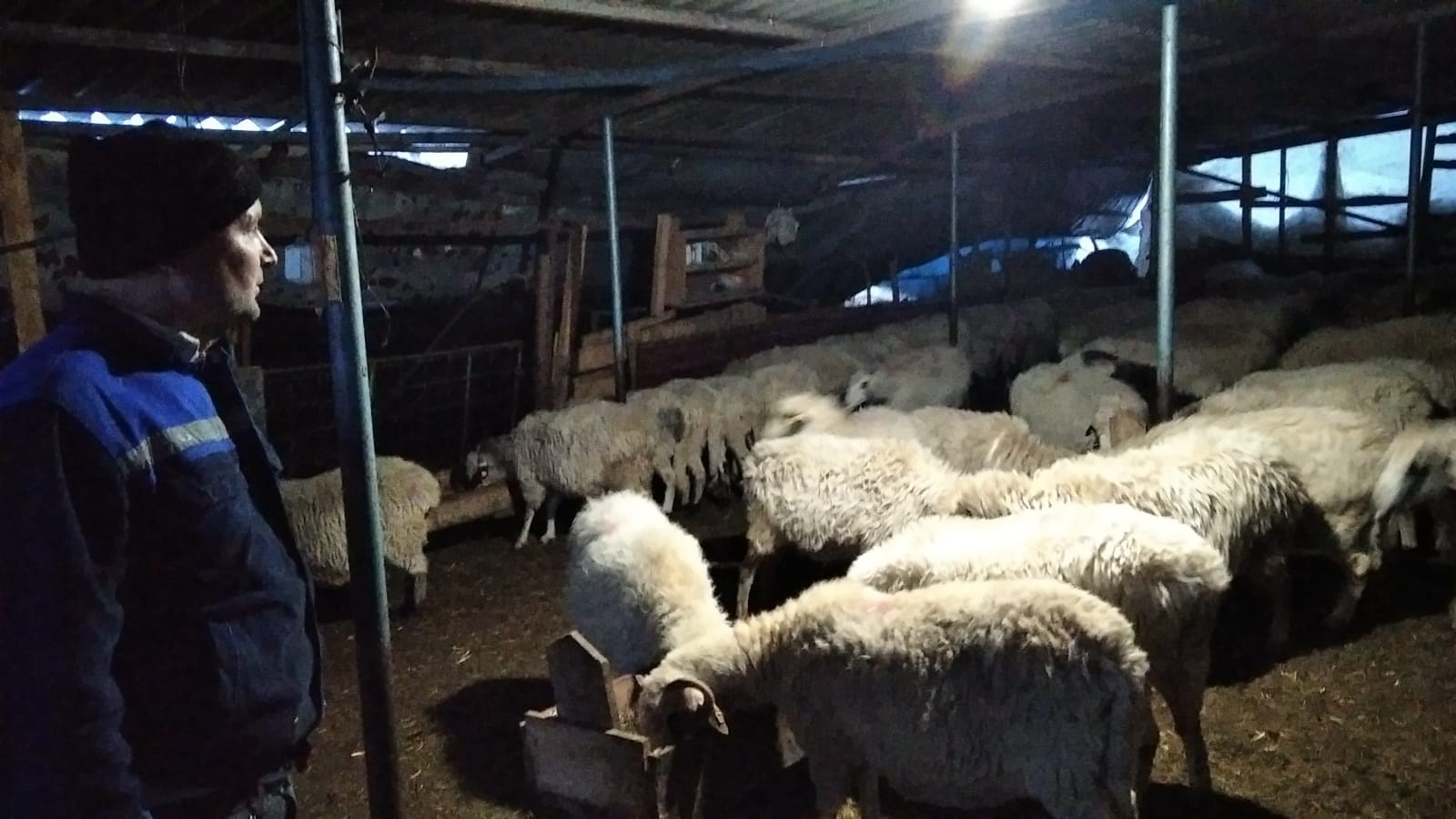 Amasya’da kar nedeniyle çatısı çöken ağıldaki 100 koyun kurtarıldı