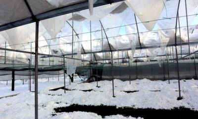Amasya’da yoğun kar yağışı seralara zarar verdi
