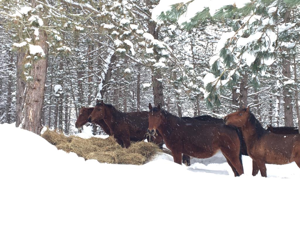 Bolu Dağı’ndaki yılkı atlarına yem bırakıldı
