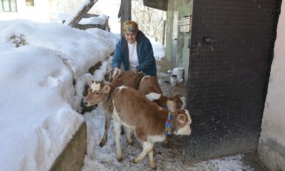 Bolu’da daha önce iki kez ikiz doğuran inek, üçüz dünyaya getirdi