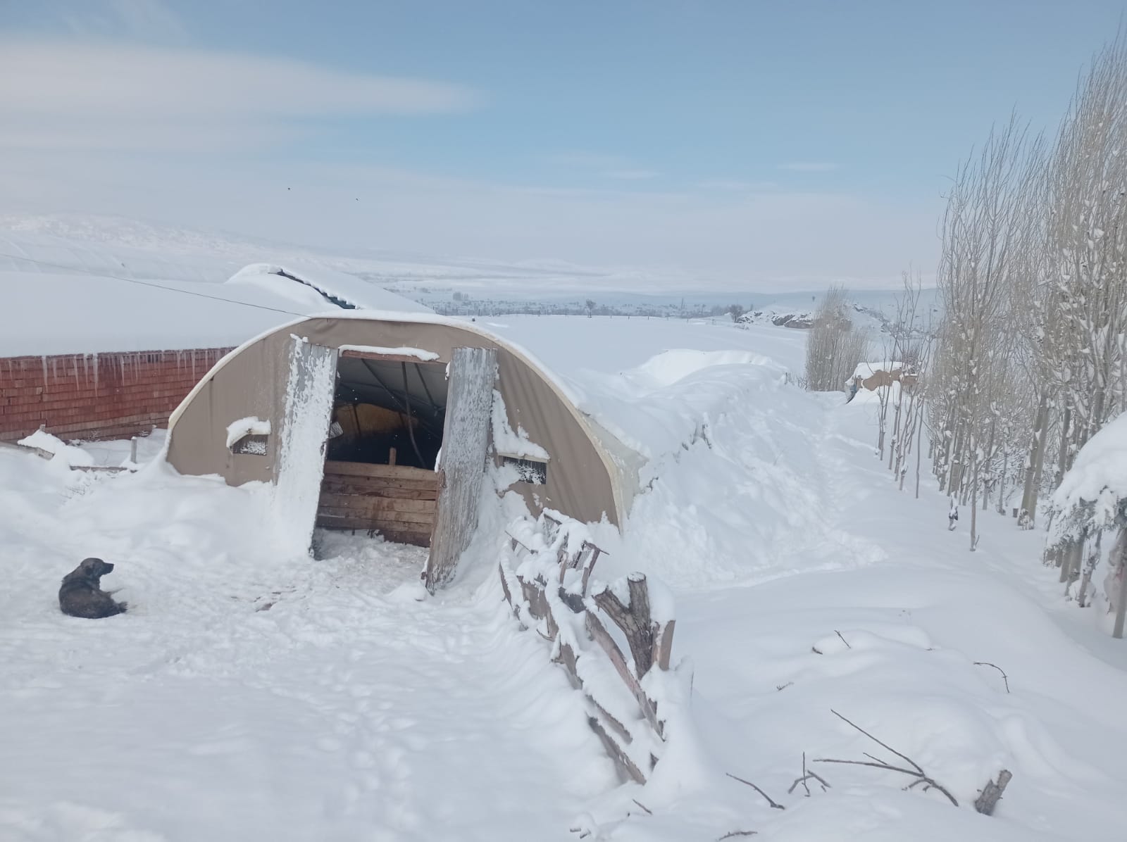Çorum’da kar nedeniyle çatısı çöken ahırdaki 100 koyun son anda kurtarıldı