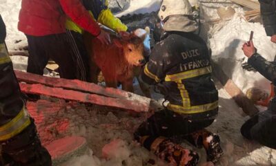 Düzce’de kardan çatısı çöken ahırda mahsur kalan büyükbaşlar kurtarıldı