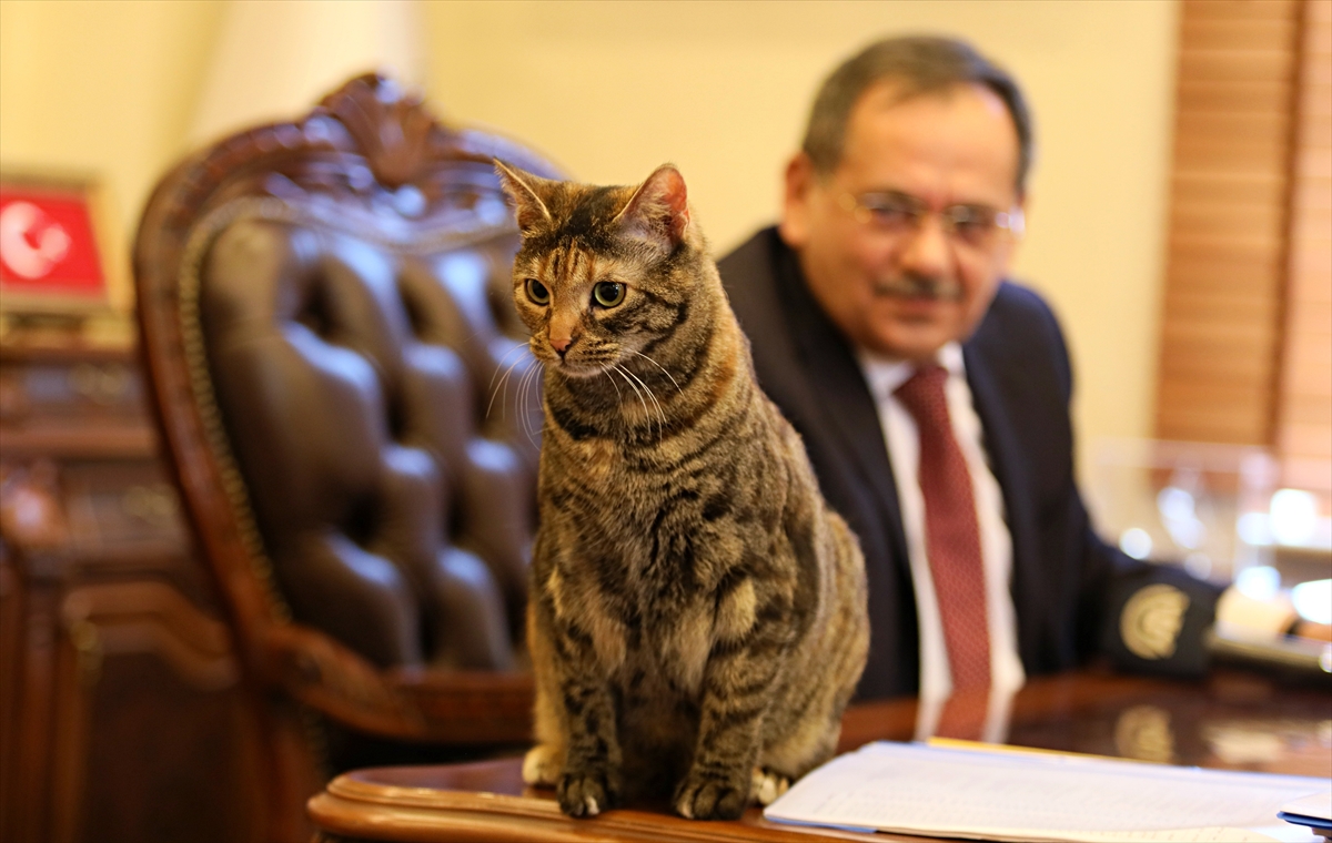 Kedi “Mayıs” Başkan Demir’e mesai arkadaşlığı yapıyor
