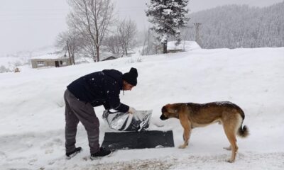 Ordu’da karda yiyecek bulmakta zorlanan sokak hayvanları unutulmadı