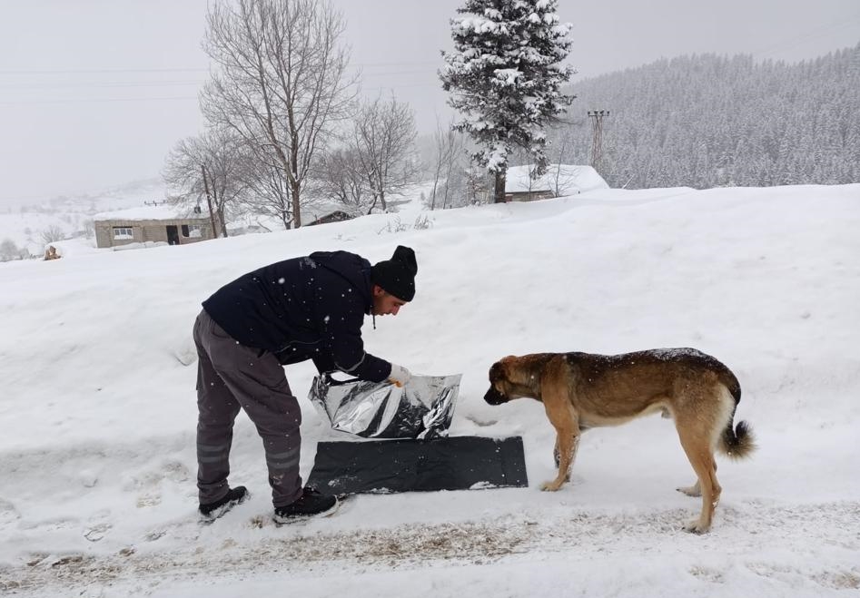 Ordu’da karda yiyecek bulmakta zorlanan sokak hayvanları unutulmadı
