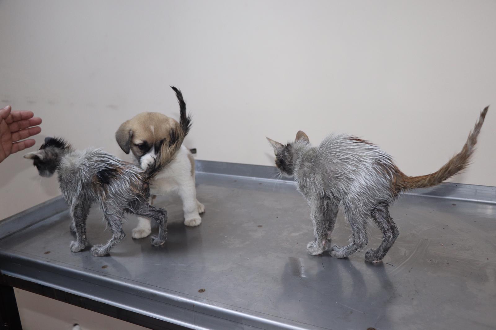 Rize’de varil içinde bulunan 3 yavru kediden 2’si kurtarıldı