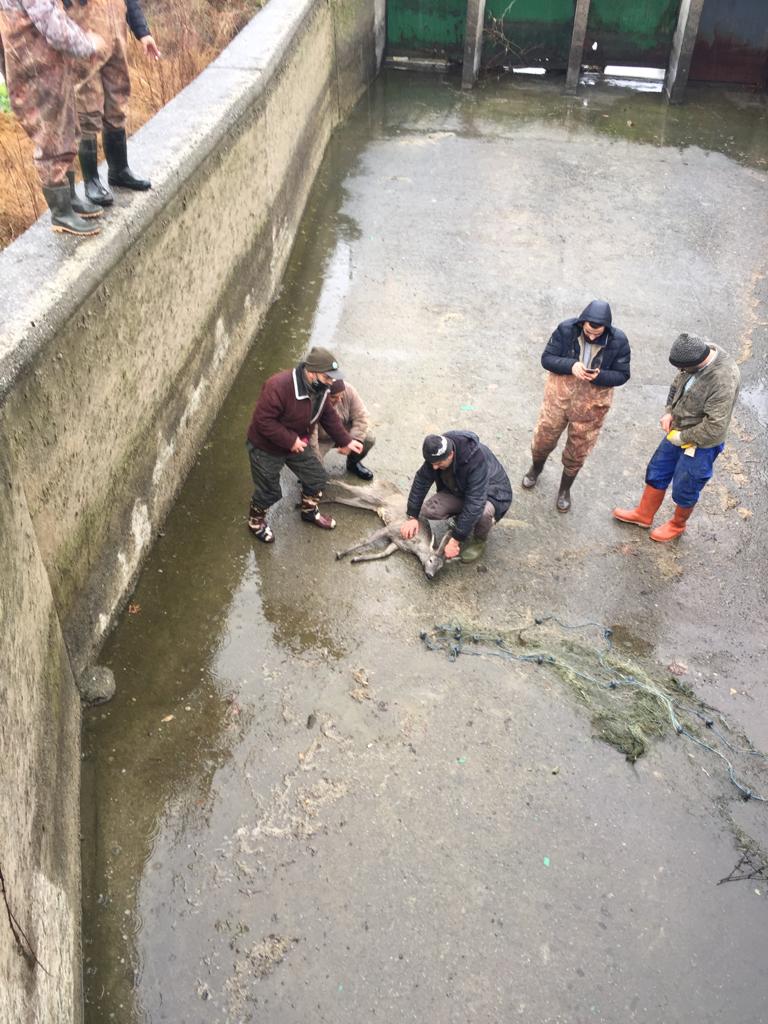 Samsun’da sulama kanalına düşen karaca kurtarıldı