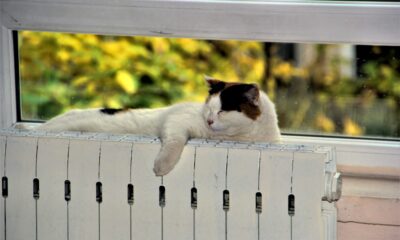 Sinop Hükümet Konağı’nın sevimli misafiri kedi “Pakize”