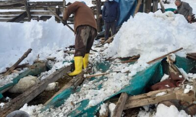 Zonguldak’ta kar nedeniyle çatısı çöken ahırda 15 küçükbaş hayvan telef oldu