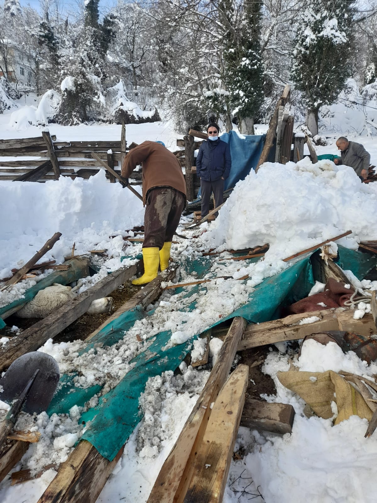 Zonguldak’ta kar nedeniyle çatısı çöken ahırda 15 küçükbaş hayvan telef oldu