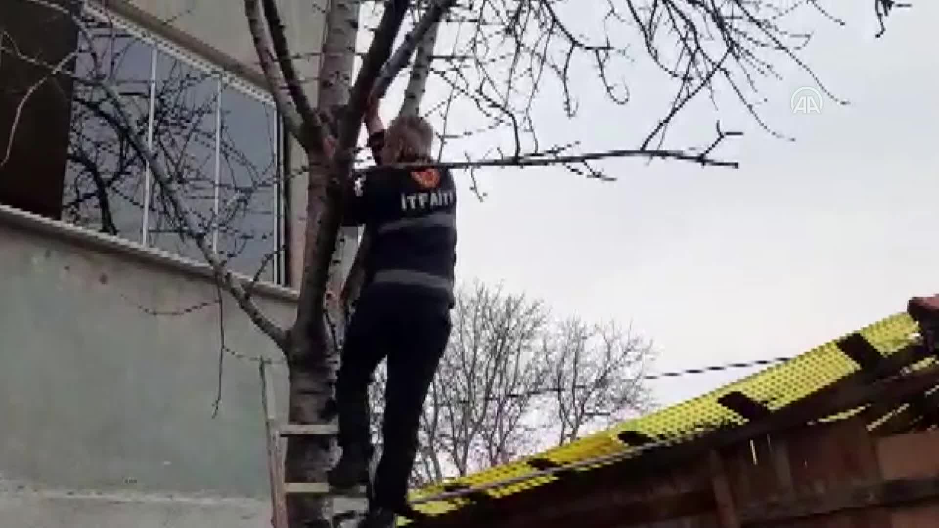 Amasya’da ipe takılınca ağaçta mahsur kalan kuşu itfaiye kurtardı
