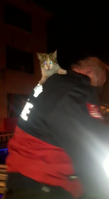 Çatıda mahsur kalan kedi yavrusu kendisini kurtaran itfaiyecinin omzundan inmedi