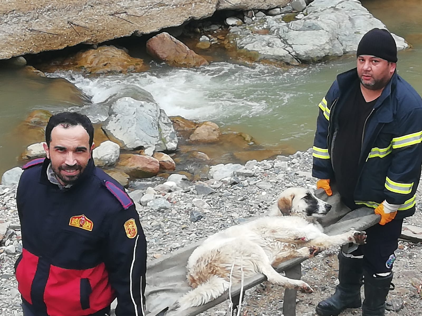 Giresun’da dereye düşen köpek itfaiye ekiplerince kurtarıldı
