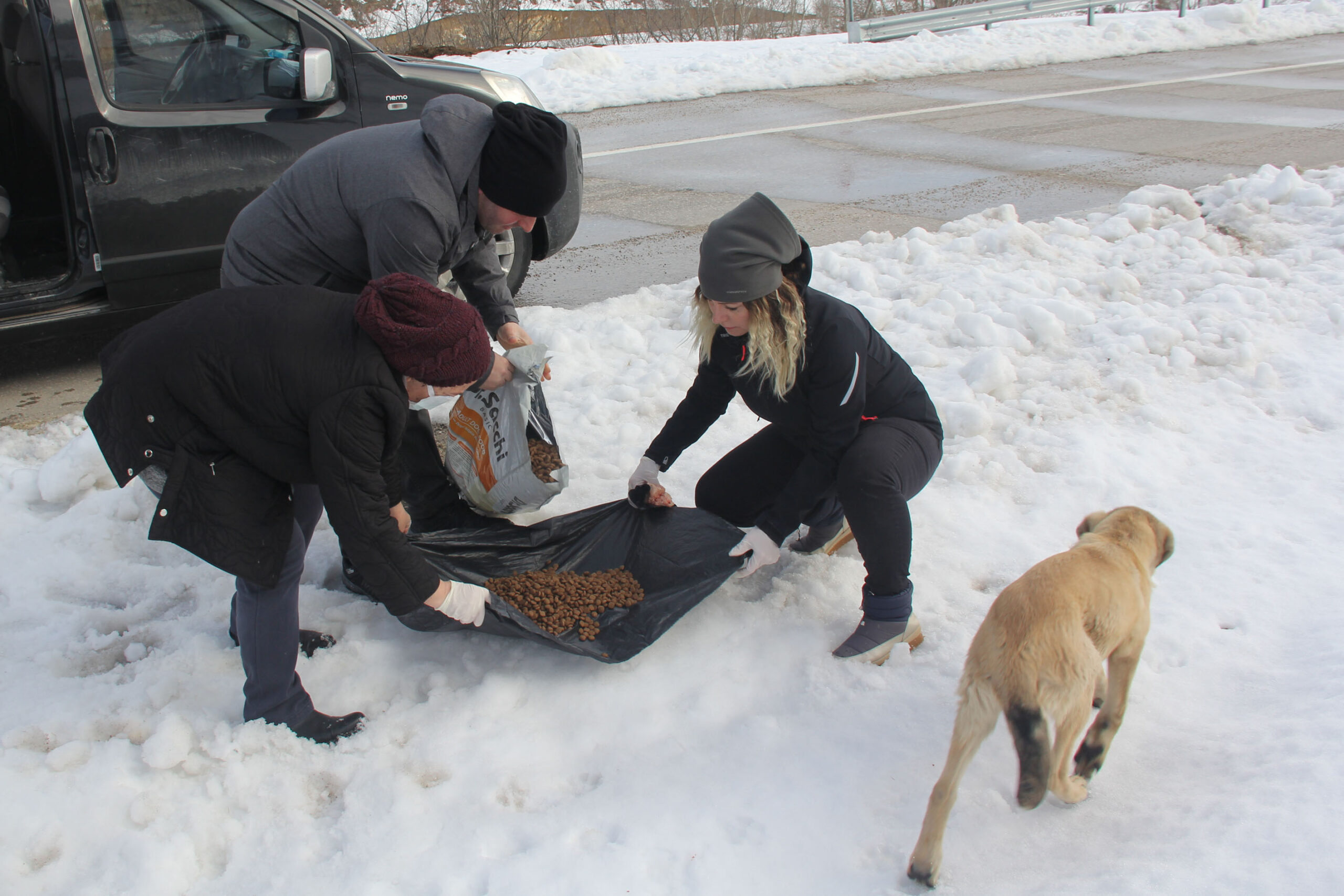 Havza Hayvansever Platformu üyeleri sokak hayvanlarını besledi