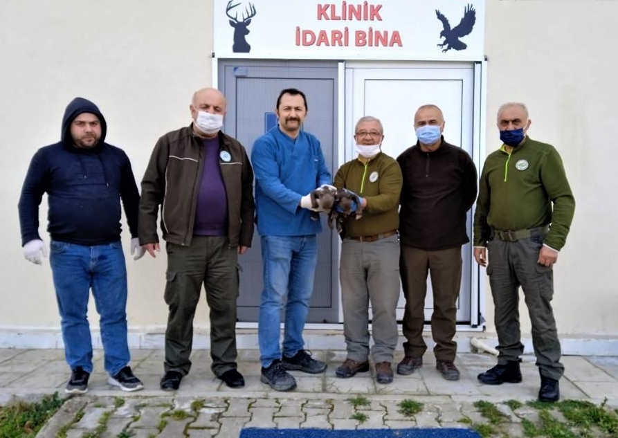 Kastamonu’da bulunan iki ayı yavrusu, Sinop’taki merkezde rehabilite ediliyor