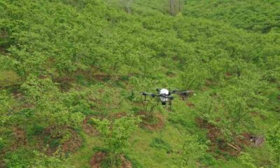 Ordu’da fındık bahçeleri insansız hava araçları ile ilaçlanacak