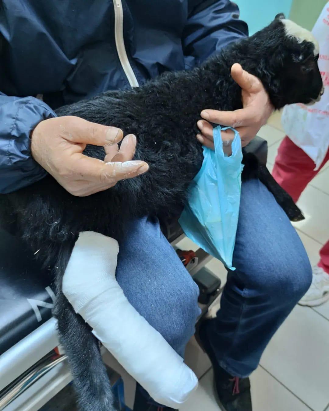 Rize’de ayağı kırılan kuzu veteriner bulunamayınca hastanede tedavi edildi
