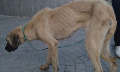 Samsun’da bitkin halde bulunan sokak köpeği korumaya alındı