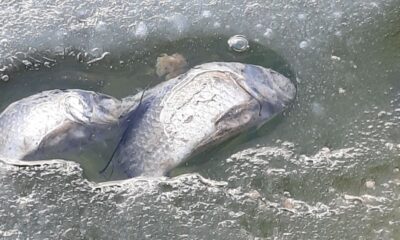 Sünnet Gölü’ndeki balık ölümlerine ilişkin inceleme başlatıldı