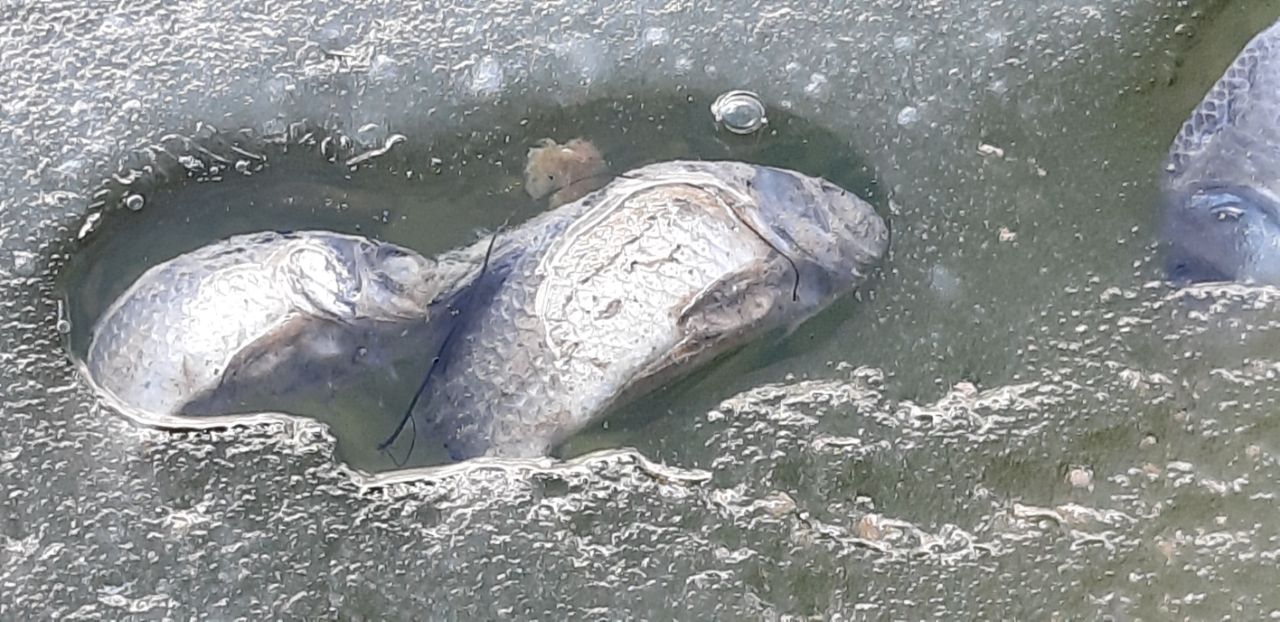Sünnet Gölü’ndeki balık ölümlerine ilişkin inceleme başlatıldı