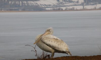 Yeniçağa Gölü’nde pelikan görüldü