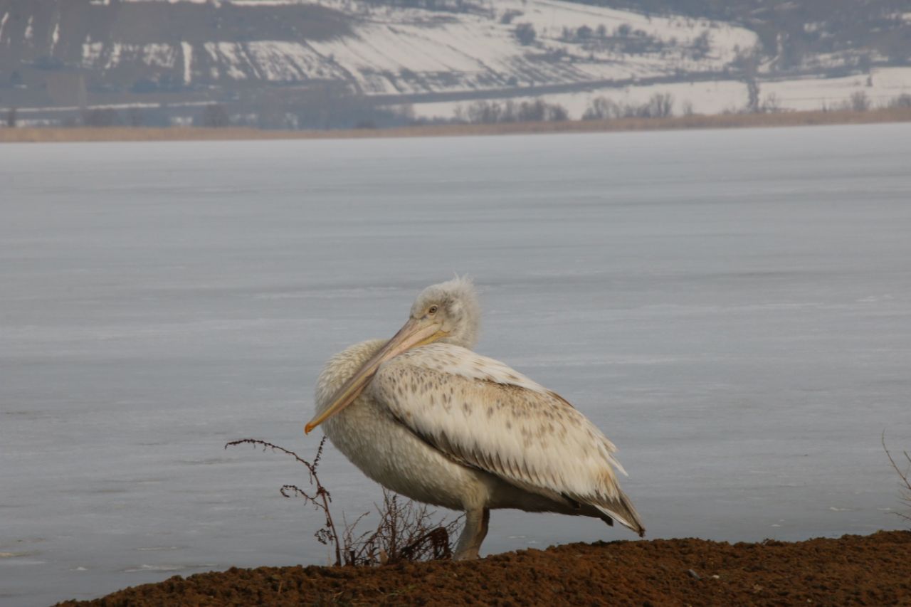 Yeniçağa Gölü’nde pelikan görüldü
