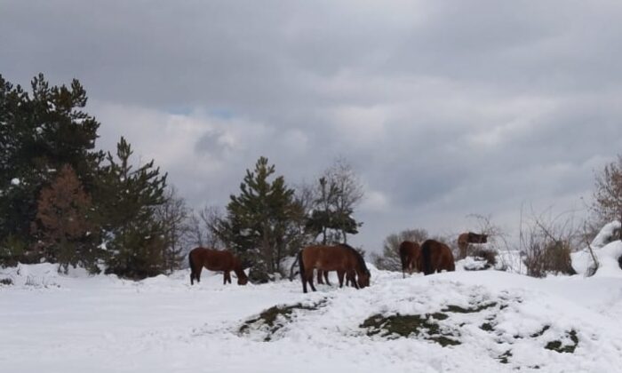 Bolu’da yılkı atları için karla kaplı yaylalara yem bırakıldı
