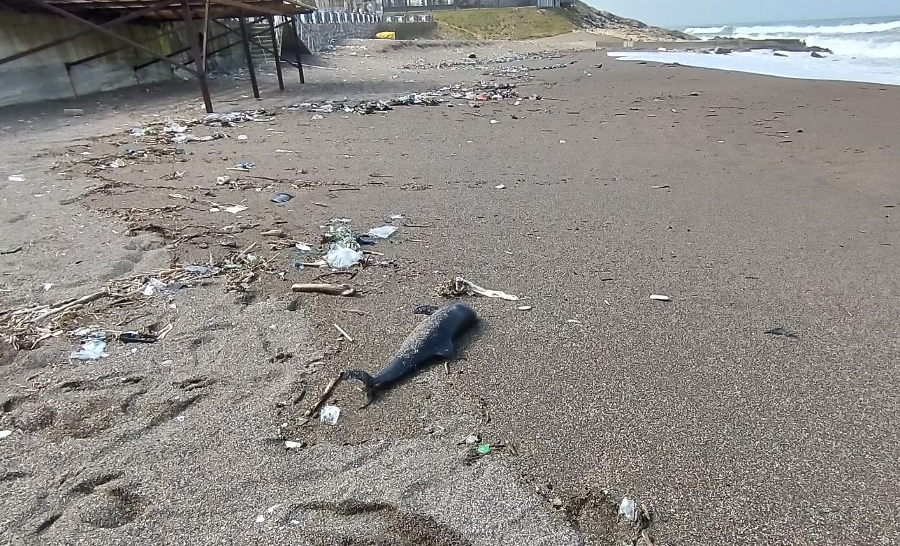 Düzce’de sahilde ölü yunus yavrusu bulundu