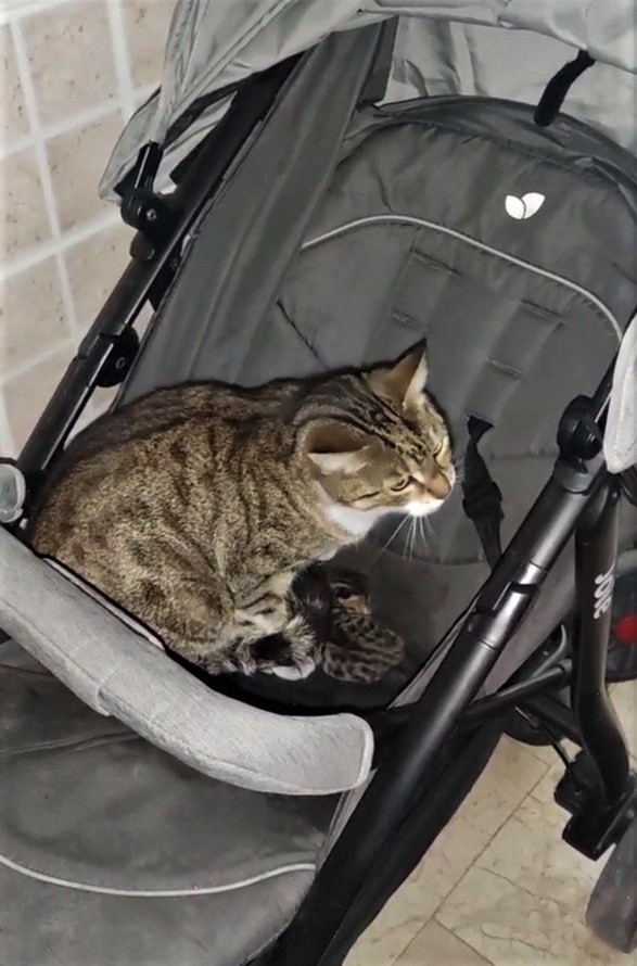 Sinop’ta bebek arabasında doğuran kedi ile yavrularına apartman sakinleri sahip çıktı
