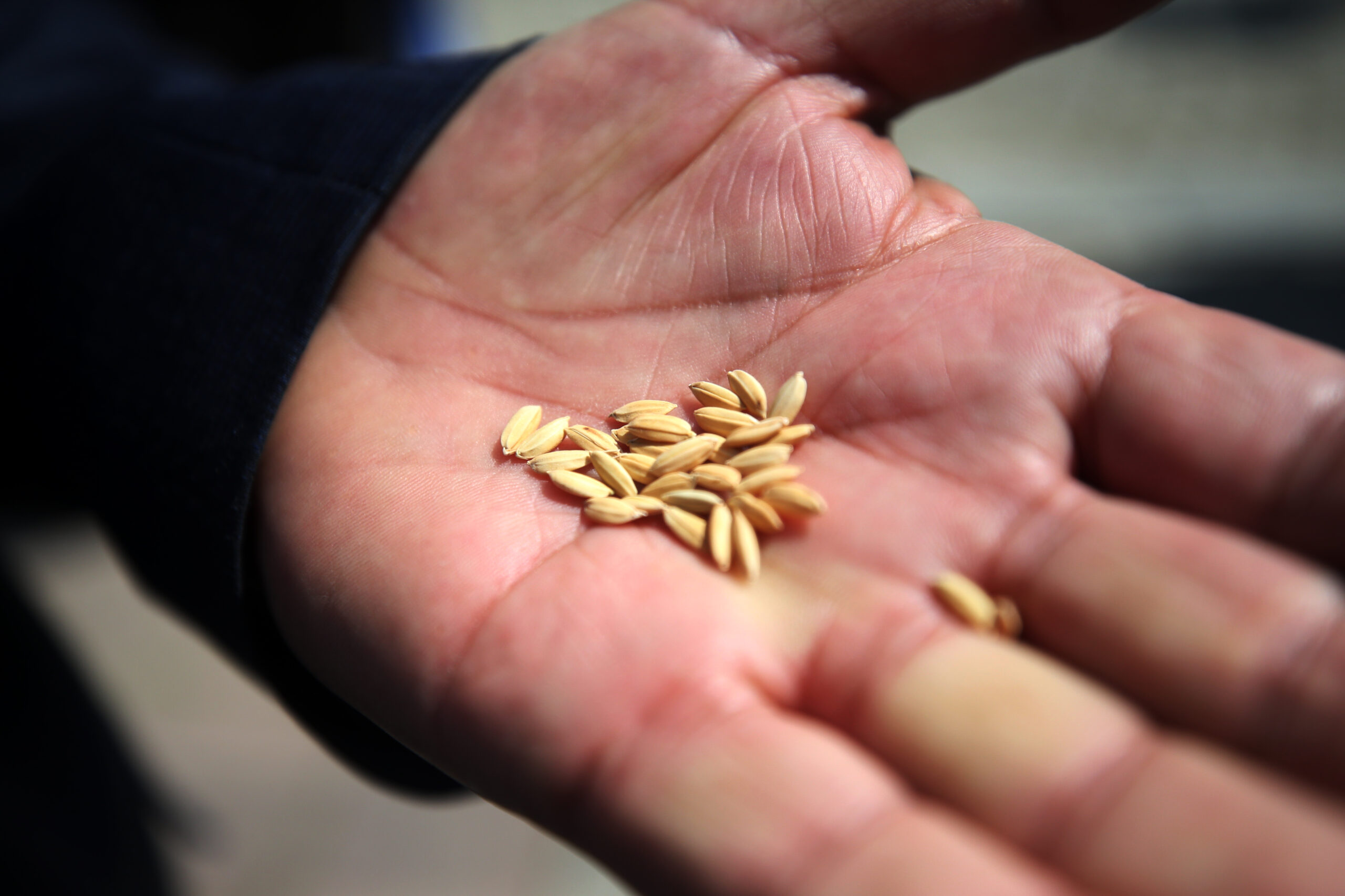 Düzce’de çiftçilere 40 ton yerli çeltik tohumu dağıtıldı