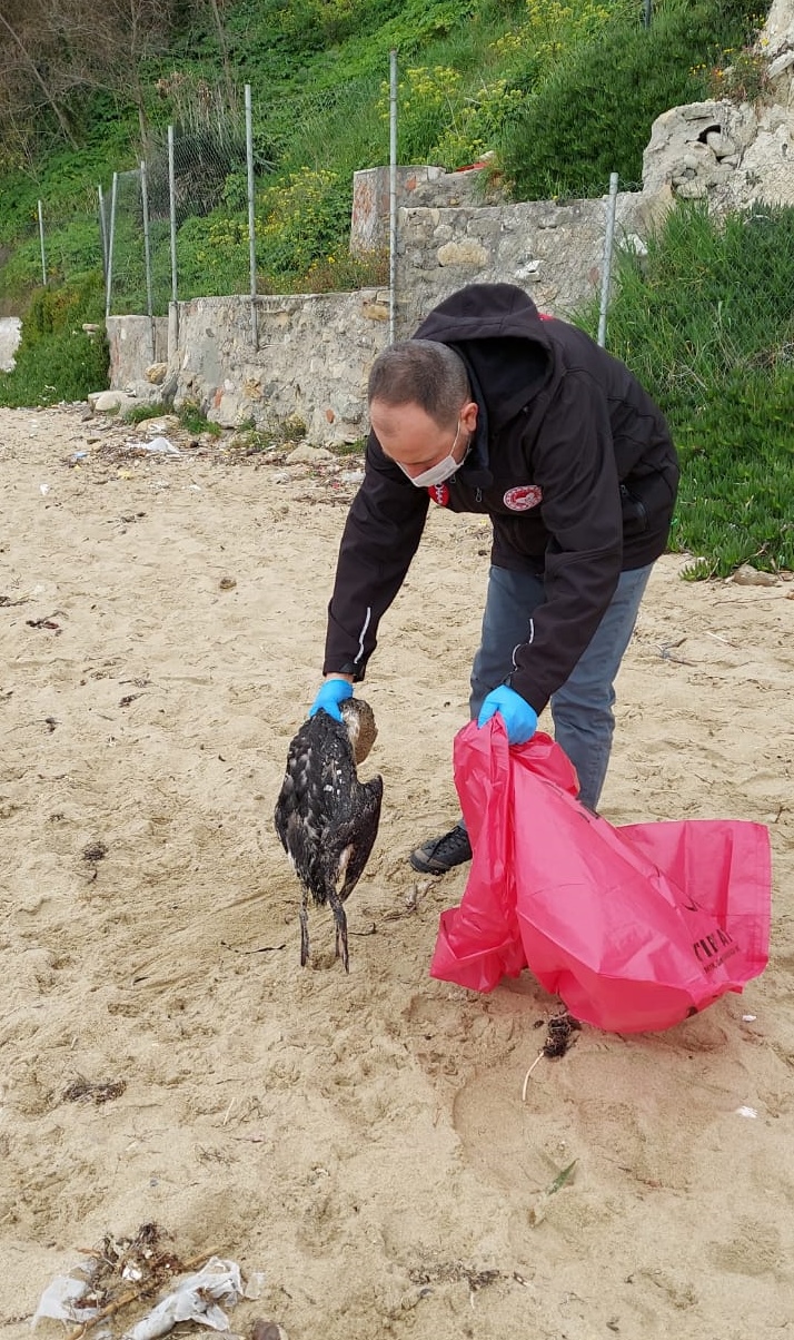 GÜNCELLEME – Sinop’ta kara gerdanlı dalgıç kuşu ölümlerine ilişkin inceleme başlatıldı