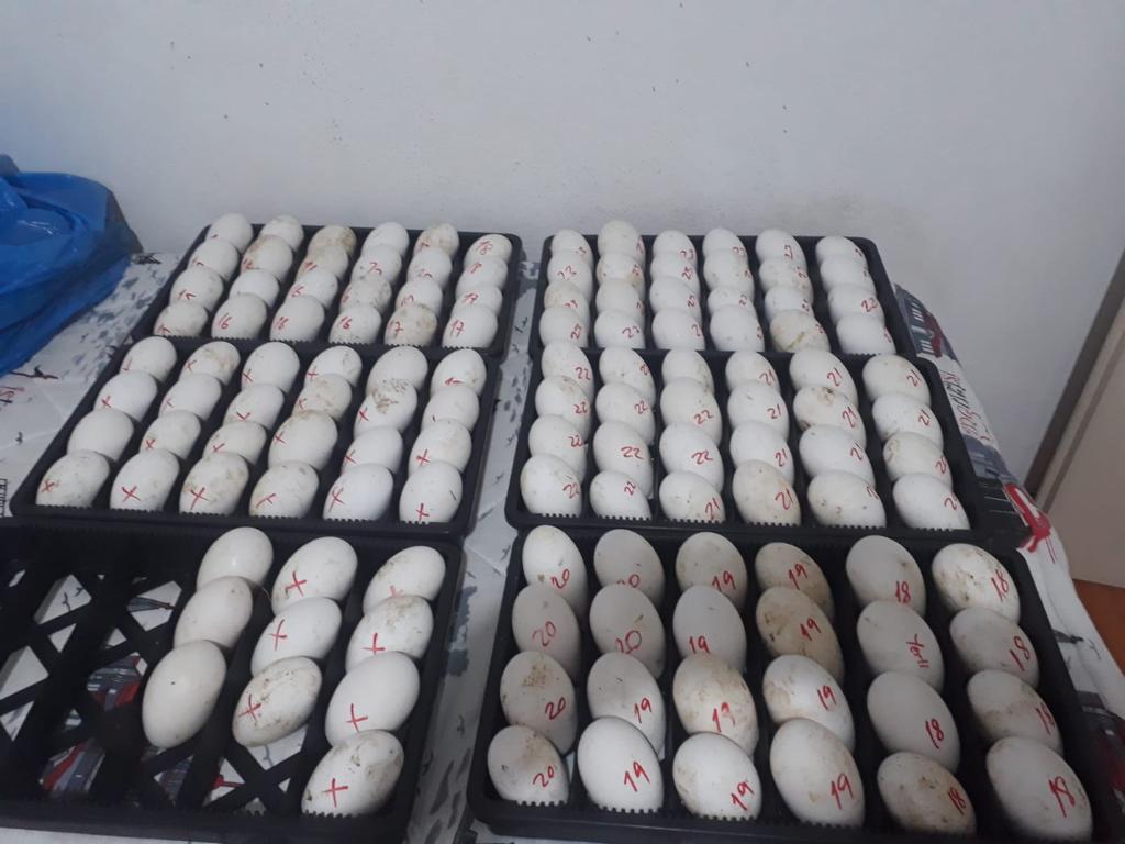 Ordu’da çiftçilere dağıtılan 4 binden kazdan 80 bin yumurta elde edildi