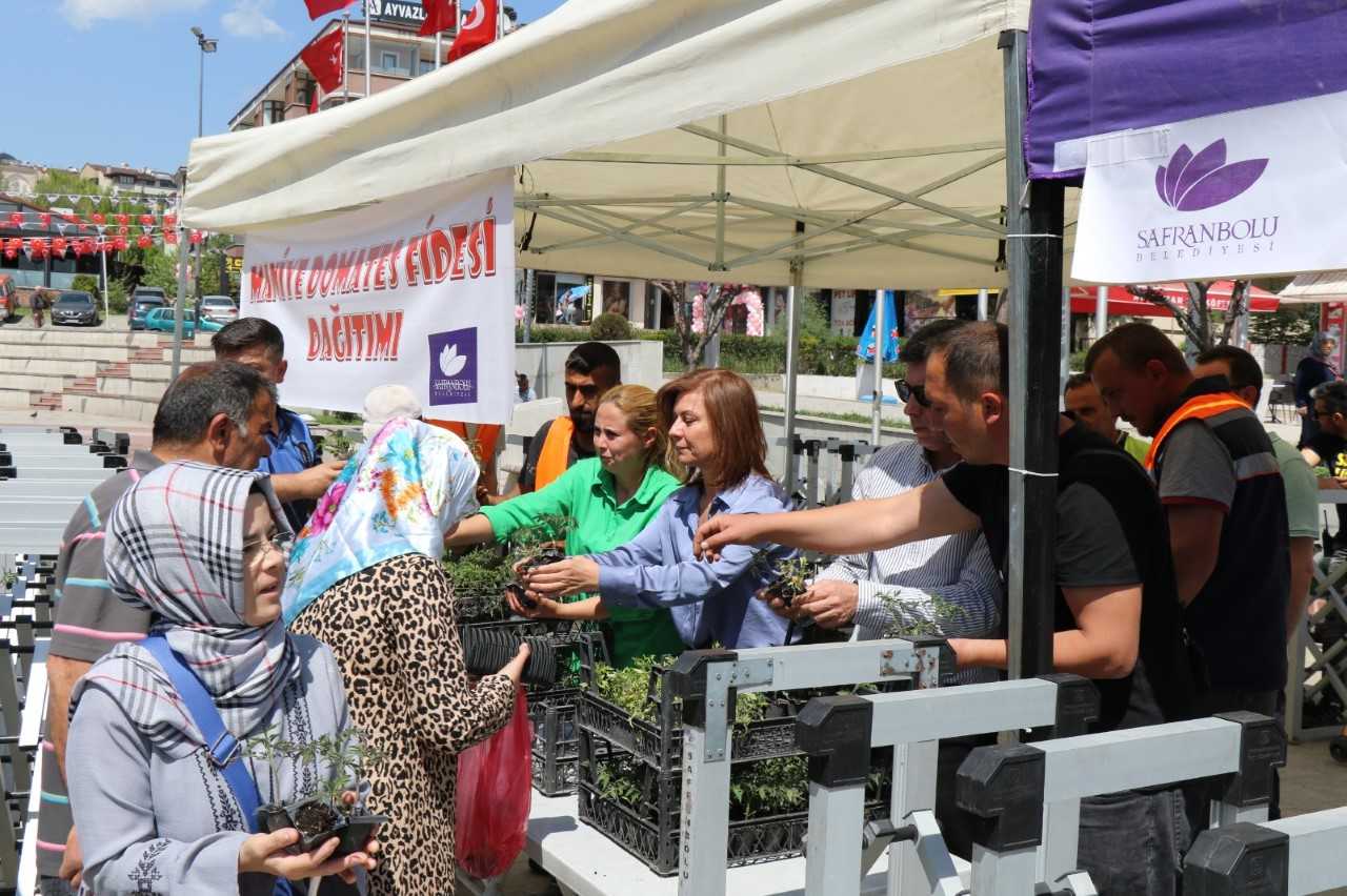 Safranbolu Belediyesi vatandaşlara 5 bin maniye domatesi fidesi dağıttı