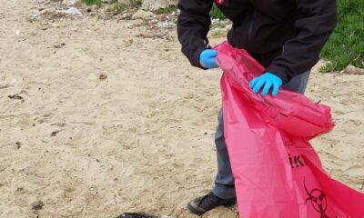Sinop sahilinde ölü kara gerdanlı dalgıç kuşları bulundu