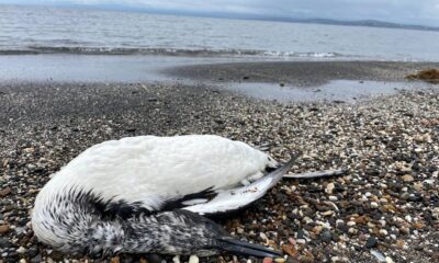 Sinop’ta kara gerdanlı dalgıç kuşu ölümlerine ilişkin inceleme başlatıldı