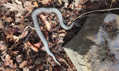 Sinop’ta nesli tehlikede olan türlerden boynuzlu engerek yılanı görüldü