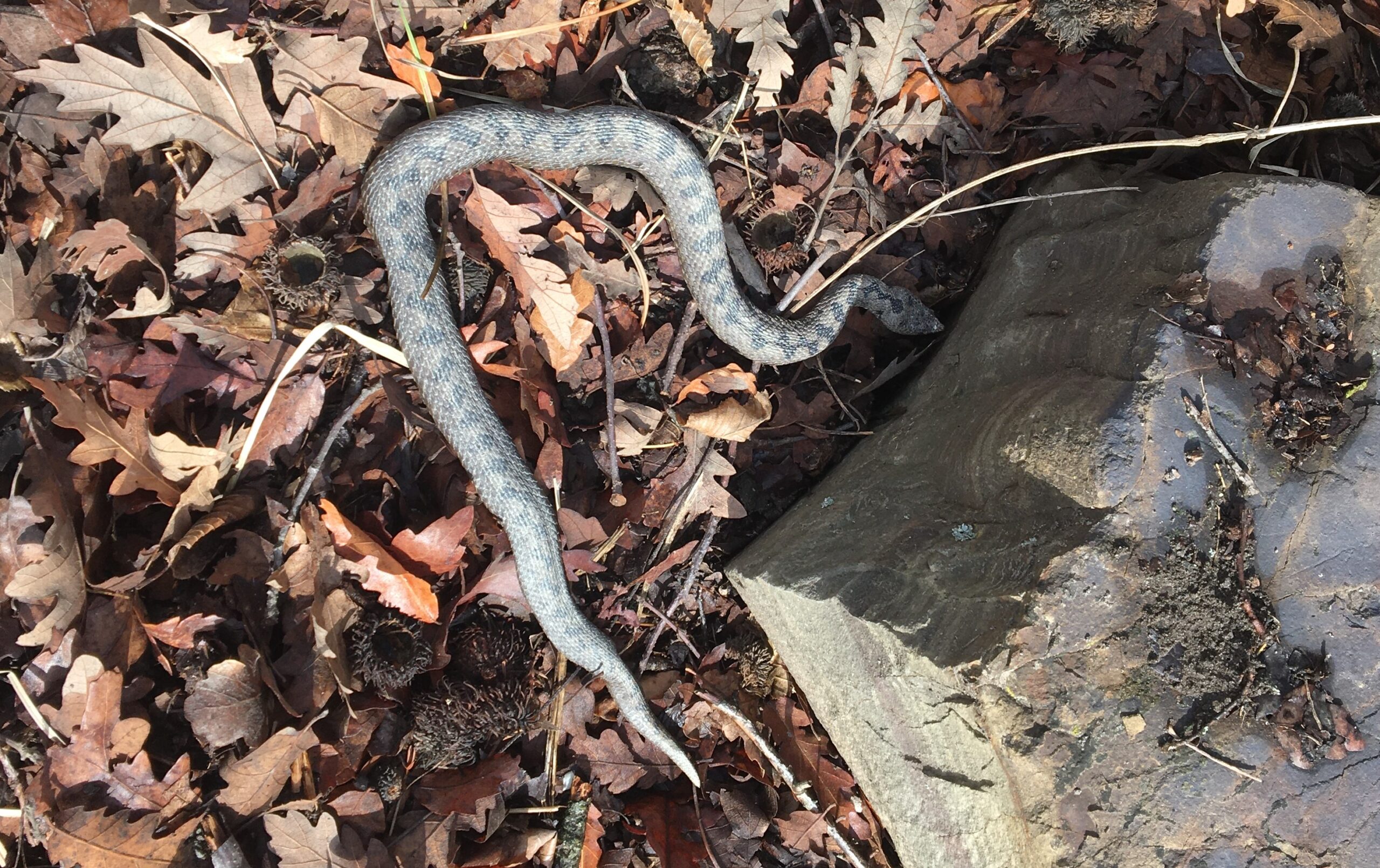 Sinop’ta nesli tehlikede olan türlerden boynuzlu engerek yılanı görüldü