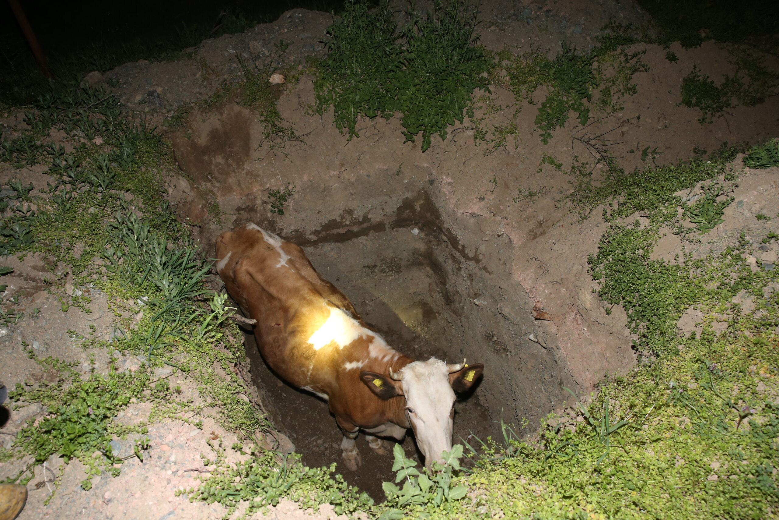 Tokat’ta çukura düşen inek belediye ekiplerince kurtarıldı