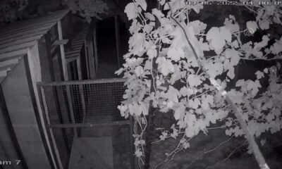 Artvin’de evin bahçesine giren ayı kameraya yansıdı