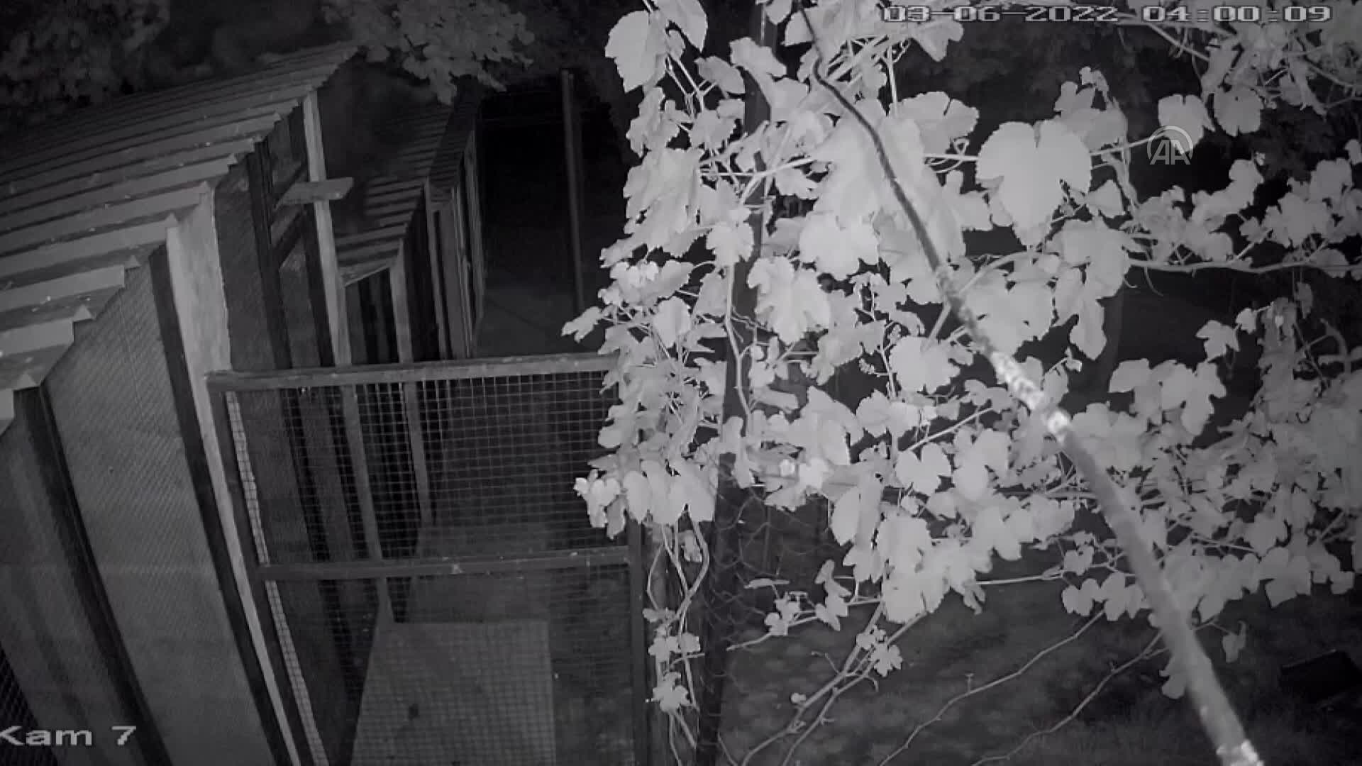 Artvin’de evin bahçesine giren ayı kameraya yansıdı