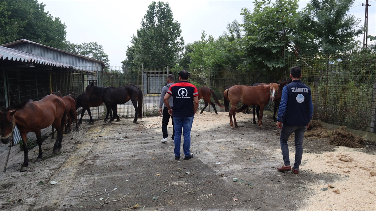 Düzce’de kaçak kesime götürülen 10 at kurtarıldı