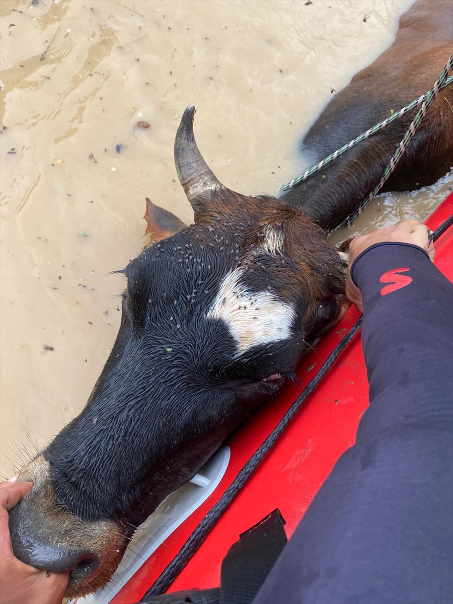 Düzce’de sağanak nedeniyle mahsur kalan hayvanları raftingciler kurtardı