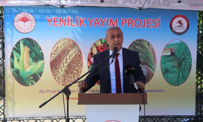 Samsun 395 bin ton adi fiğ üretimiyle Türkiye’de ilk sırada yer alıyor