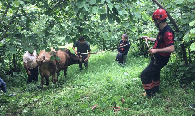 Trabzon’da otlarken uçuruma düşen inek itfaiye ekiplerince kurtarıldı