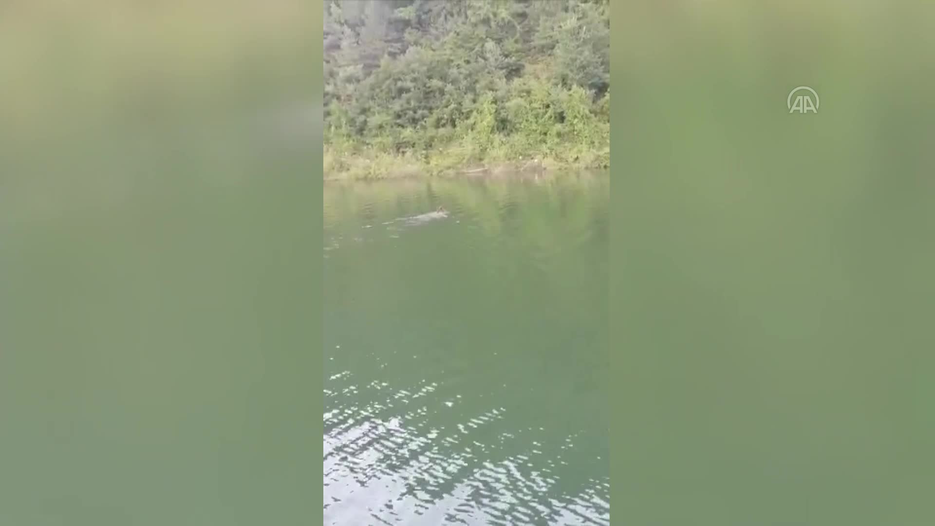 Artvin’de baraj gölünde yüzen ayı kameralara yansıdı