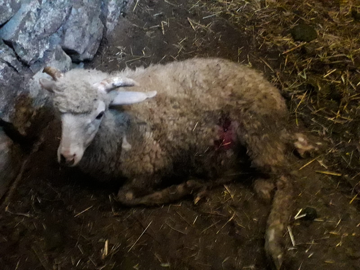 Bolu’da köpeklerin saldırdığı 2 koyun telef oldu, 6’sı yaralandı